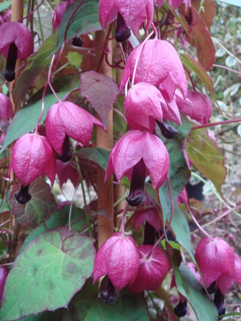 Rhodochiton atrosanguineum